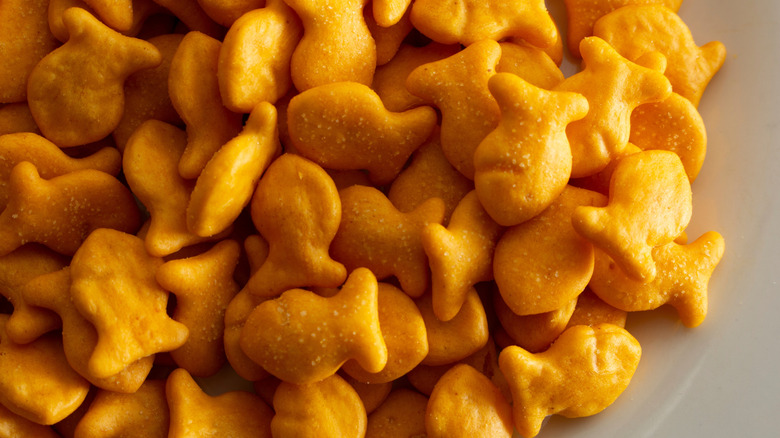 gold fish close up