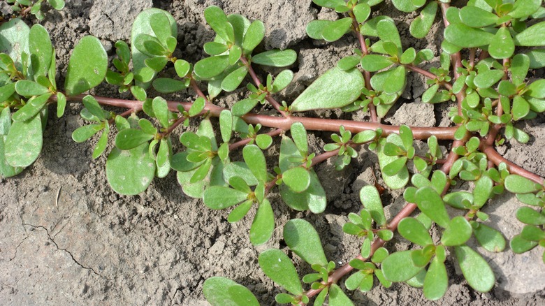 purslane growing in ground