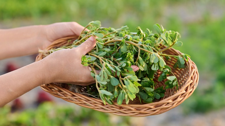 purslane in bowl