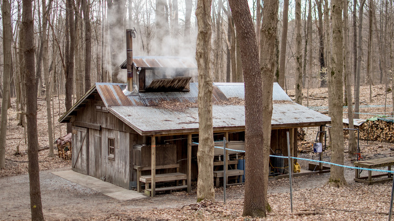 maple syrup sugar shack