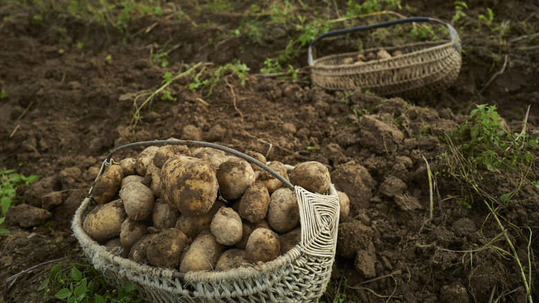 potato farm