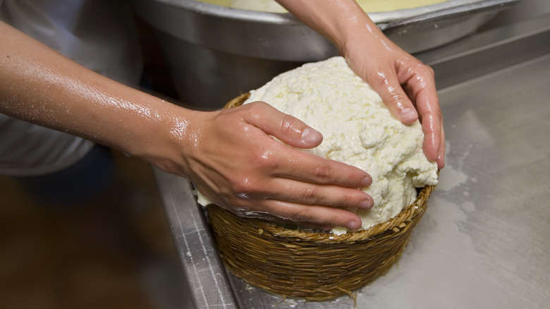 cheese worker presses curds 