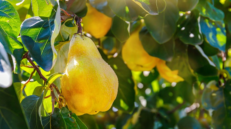 quince fruit on tree