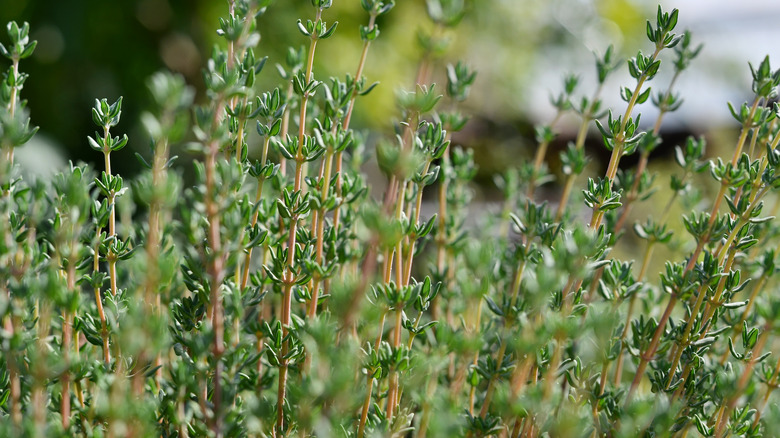 Stems of thyme