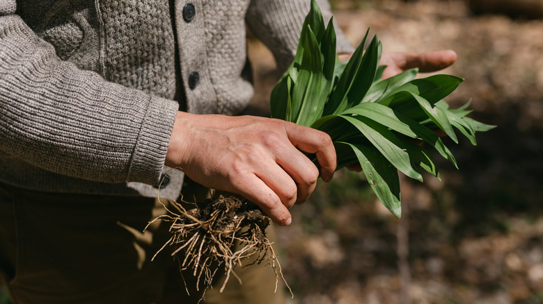 Foraged ramps