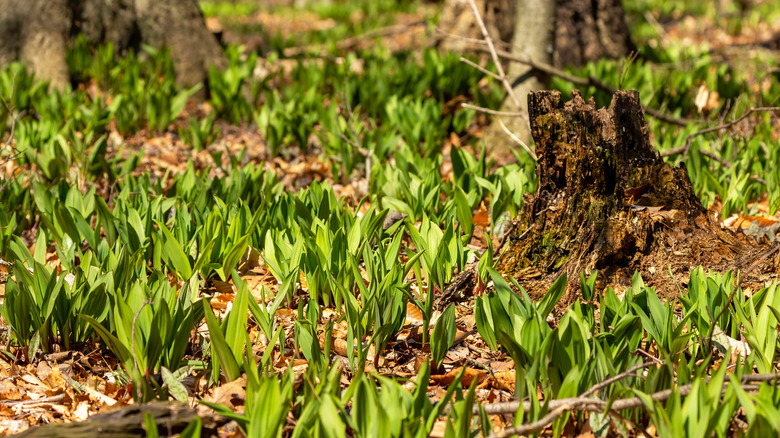 Wild ramps