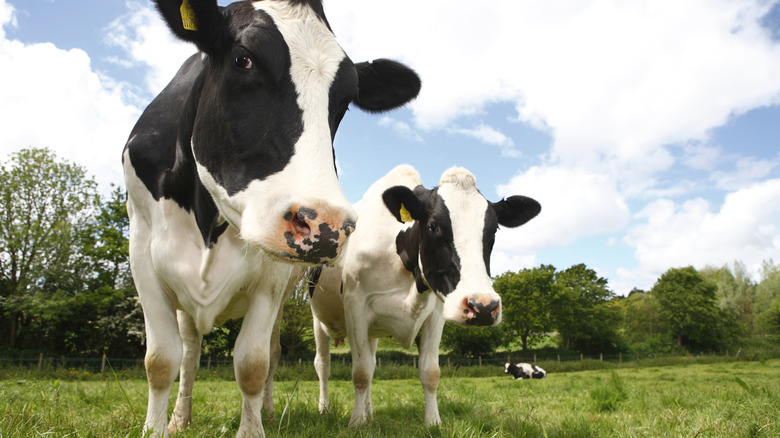 dairy cows outside