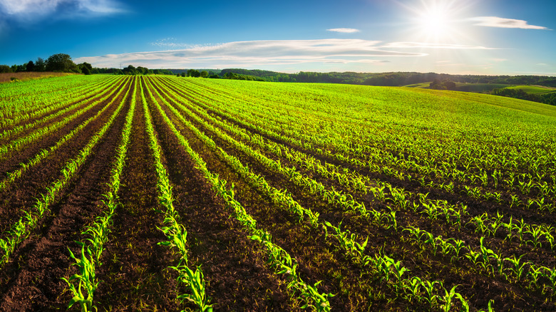 fertile corn fields for farming