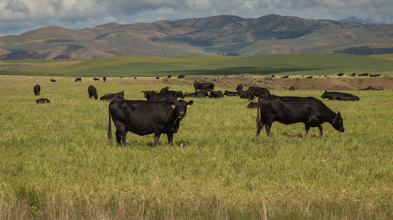 black angus cattle in field