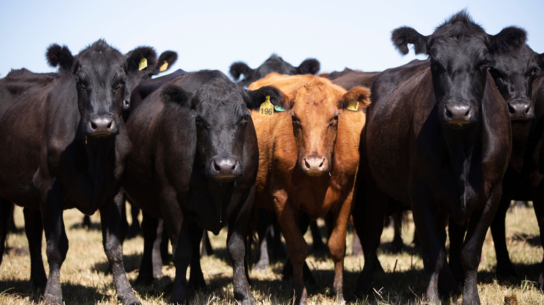 Red Angus Beef Vs Black Angus: What's The Difference?
