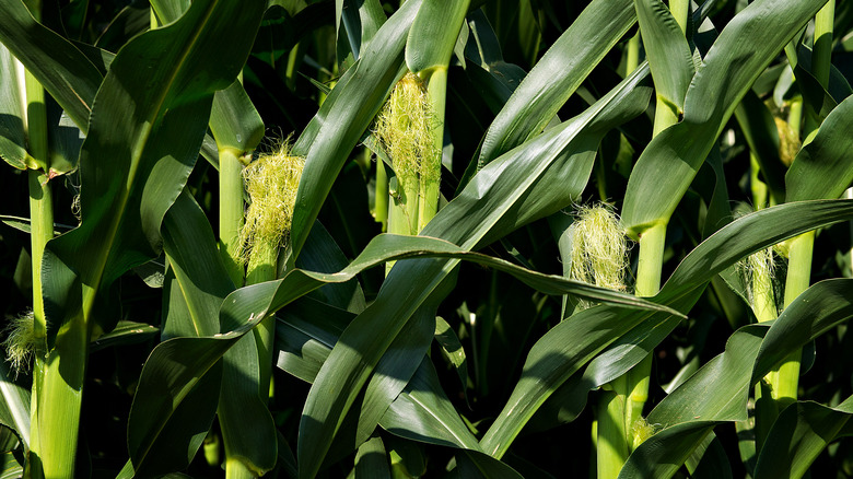 Corn silk sprouting