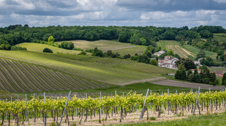 Cognac vineyard and greenery