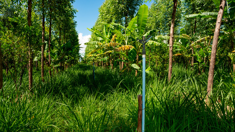 agroforest system 