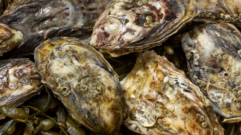 Japanese oysters 