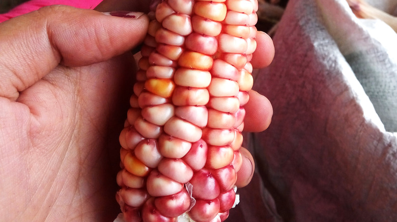 Bloody butcher corn in hand