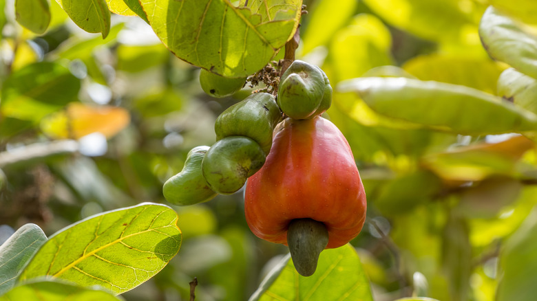 Cashew tree and fruits 