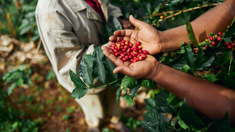 gathering coffee beans