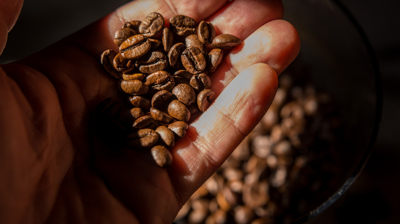 Person holding roasted arabica coffee beans