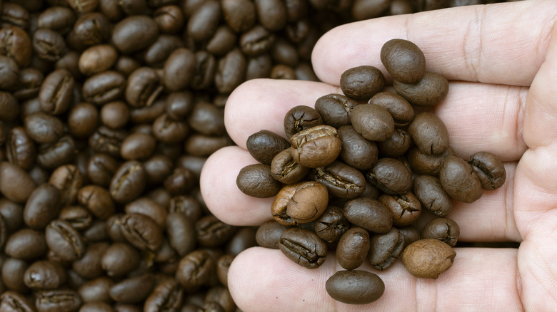 Person holding roasted robusta coffee beans