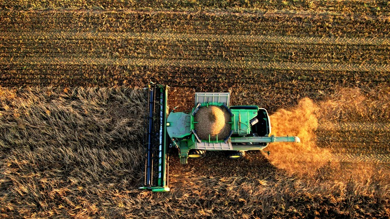 Wheat harvested by combine 