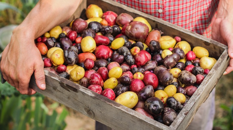 farmer holding box of colorful potatoes