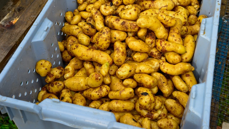 fingerling potatoes in storage bin