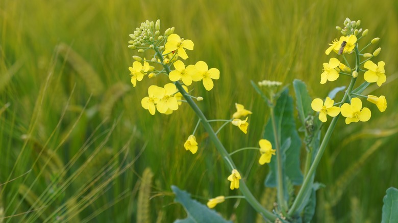 yellow B. napus canola flowers