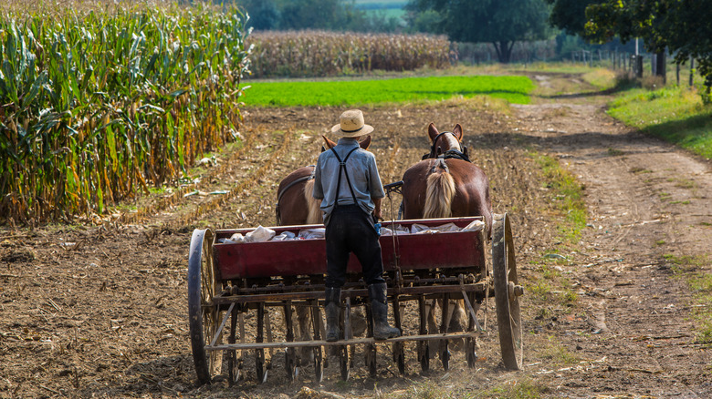 Pennsylvania Dutch farmer with horses