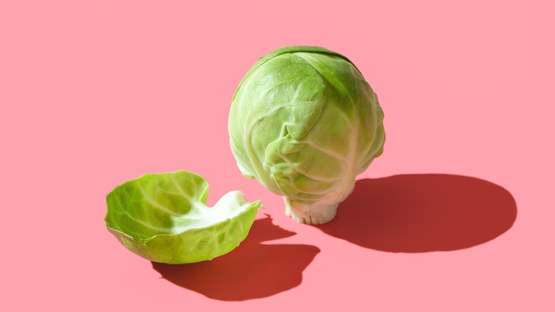 Singled Brussels sprout on pink background