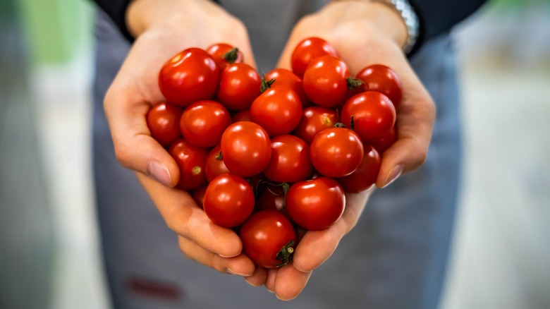 cherry tomatoes in hands