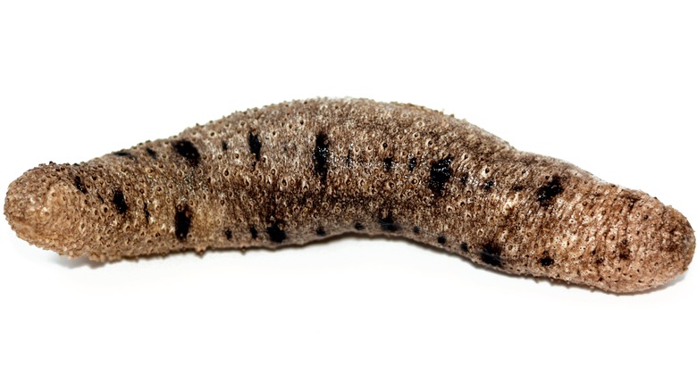 A sea cucumber with white background