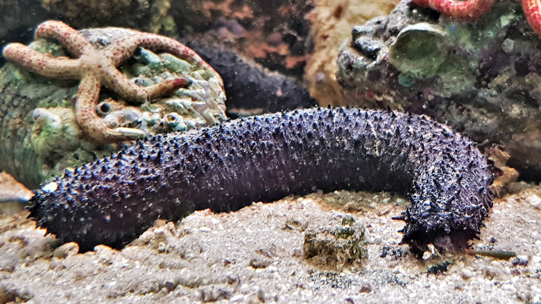 Sea cucumber in the wild