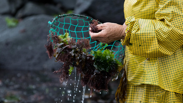Hands holding a basket of wild-harvested seaweed