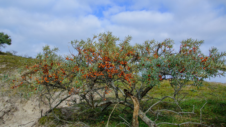 Seaberry shrub