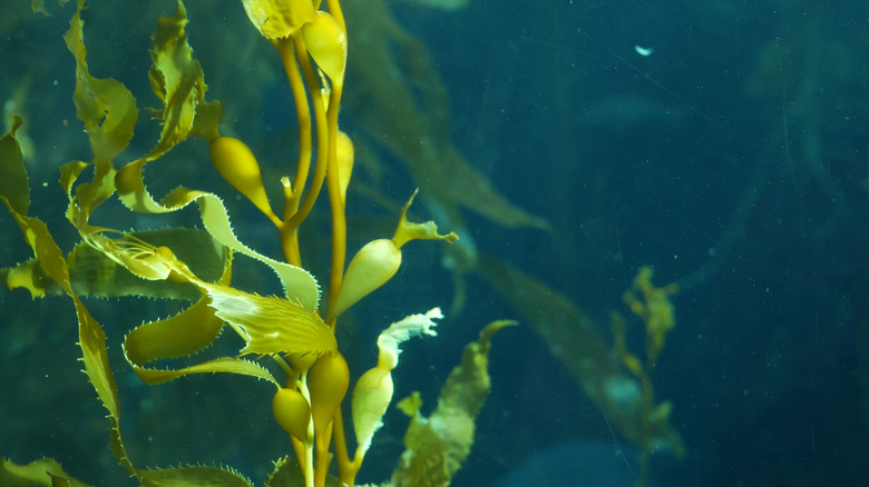 Kelp forest