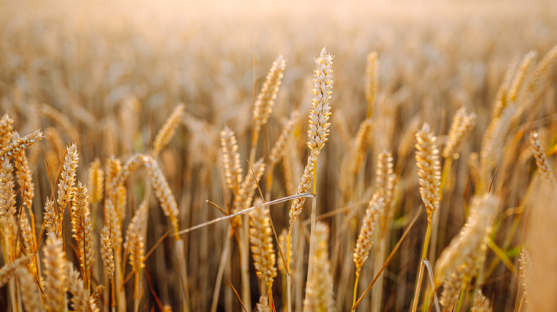 wheat field