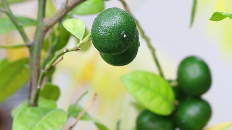 Shikuwasa on branches