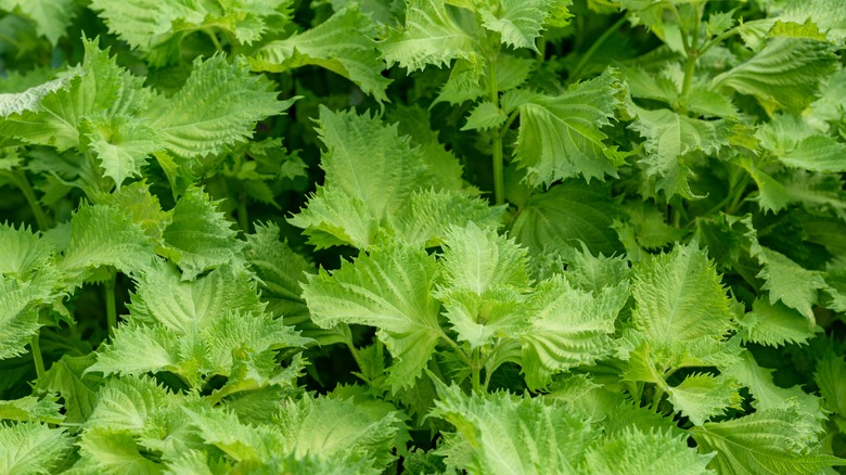 wild-growing shiso leaves