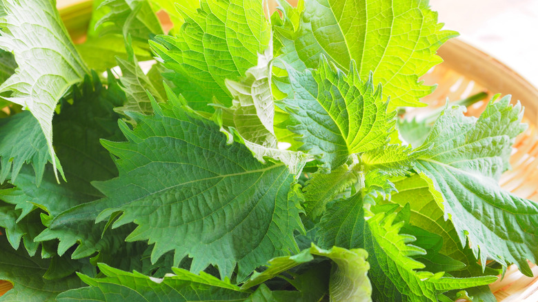 close-up of shiso