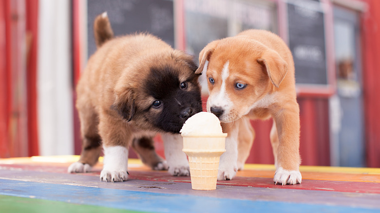 two dogs eating ice cream