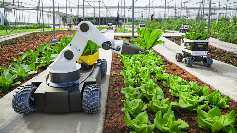 robots farmers harvesting lettuce