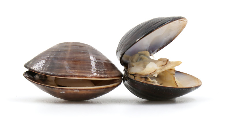 Open clam beside closed clam