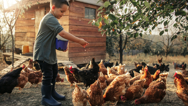 young kid with chickens