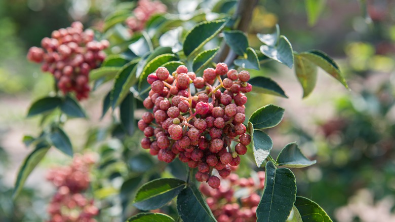 sichuan pepper plant