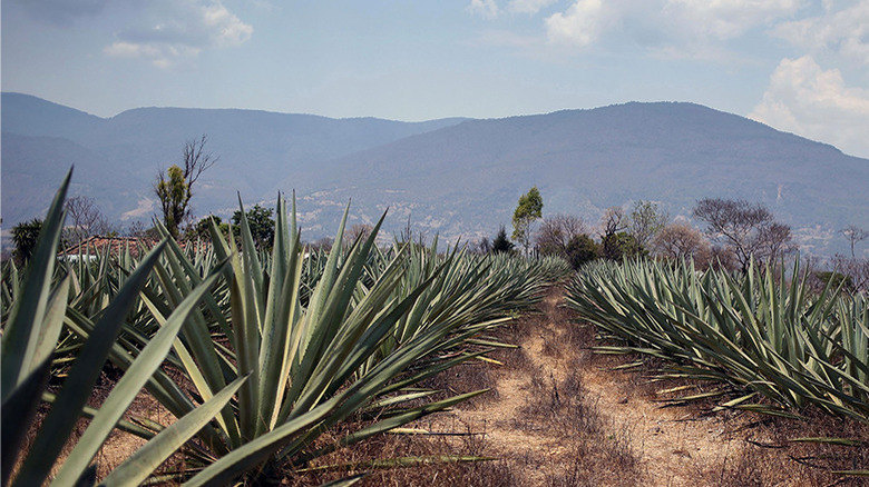 Espadin agave field in Oaxaca