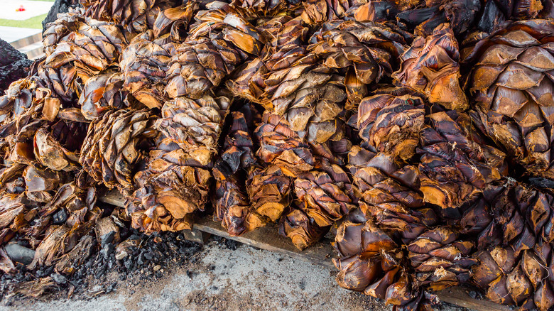 Roasted agave piñas