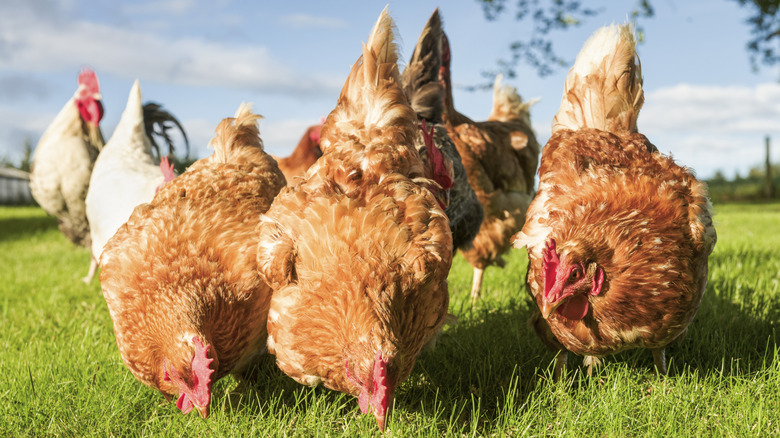 Pastured chickens