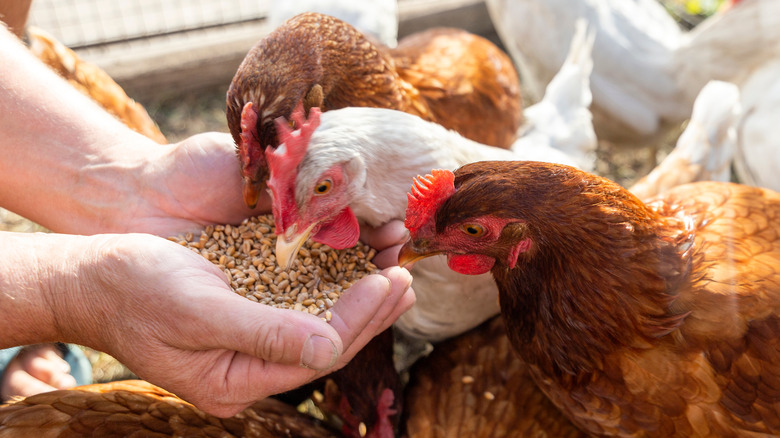 Chickens eating 