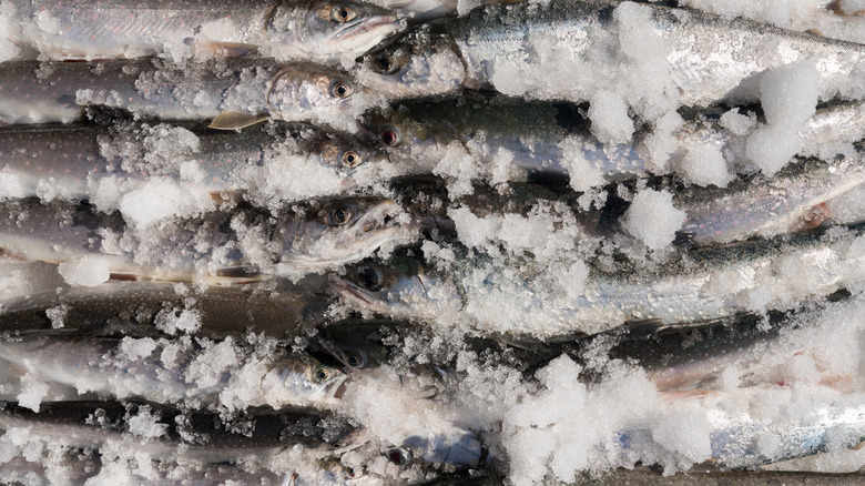 Frozen fish packed in ice