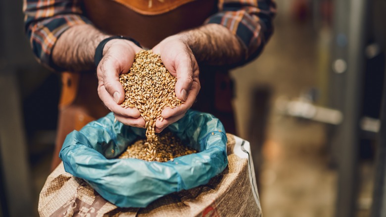 brewer holding barley seeds in hands